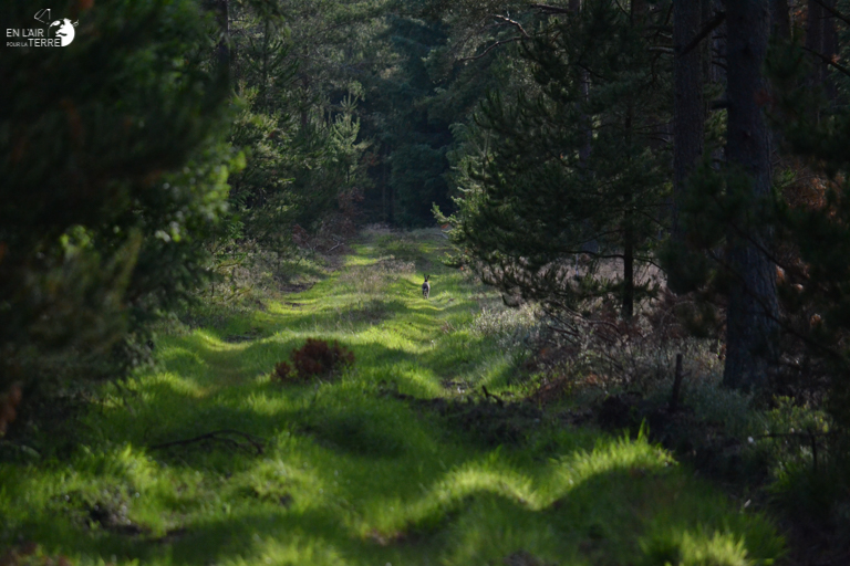 Thy National Park: looking for animals