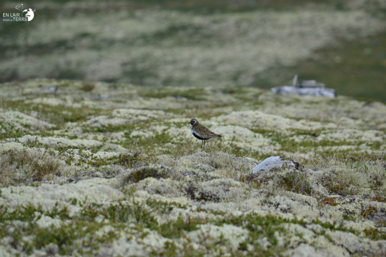 Looking for a birthday to Rondane reindeer